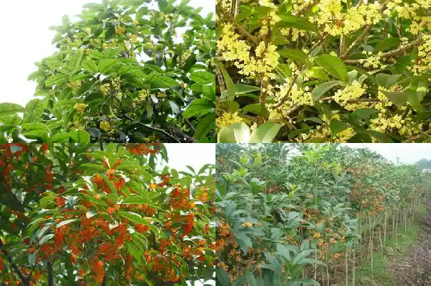桂花树的样子是什么样的开的花是什么样可是什么1684371783911