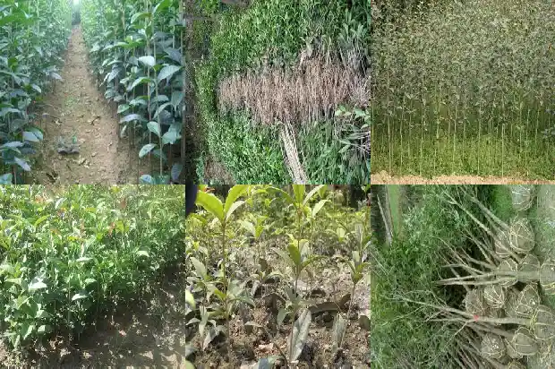 桂花树的样子是什么样的开的花是什么样可是什么1684371783957
