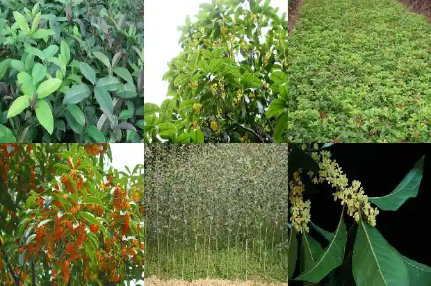 天香台阁桂花好不好1689727043930