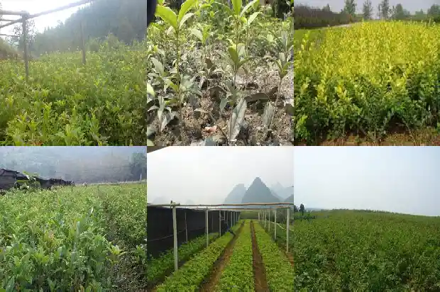 桂花树的外形是什么样的呢1684371795711