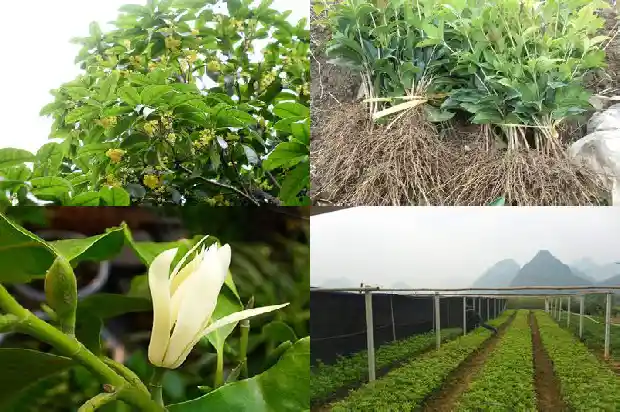 家门口种桂花树对风水好吗1690677218013