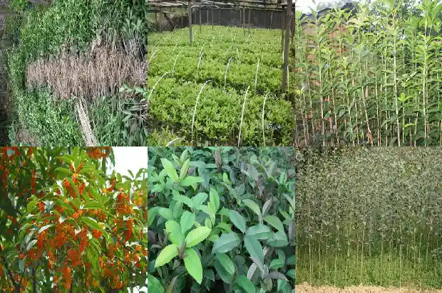 桂花树的样子是什么桂花的特点是什么1684371803159