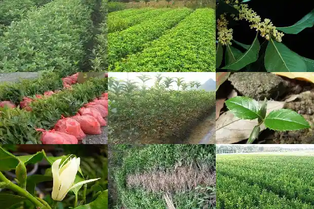 桂花树的样子是什么桂花的特点是什么1684371803207