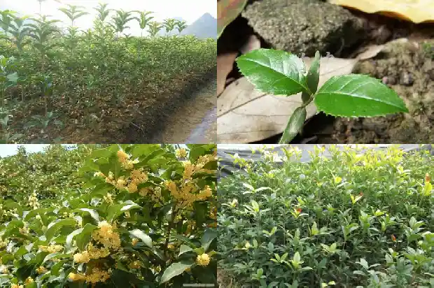 树桂花树是什么样子1684371820891