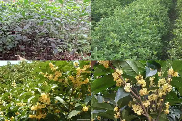 树桂花树是什么样子1684371820937