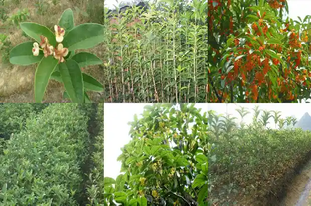 桂花是树上长的吗1684371847629