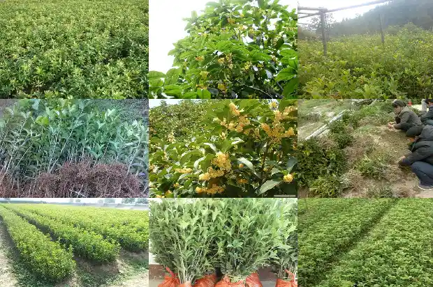 桂花是树上长的吗1684371847677