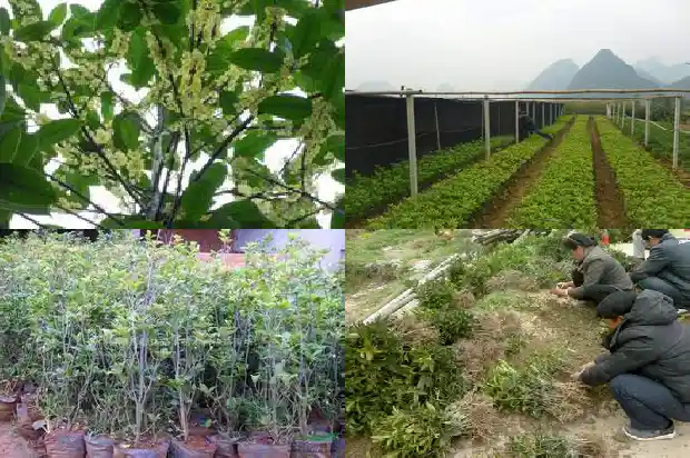 桂花树长的什么样子1684454925930