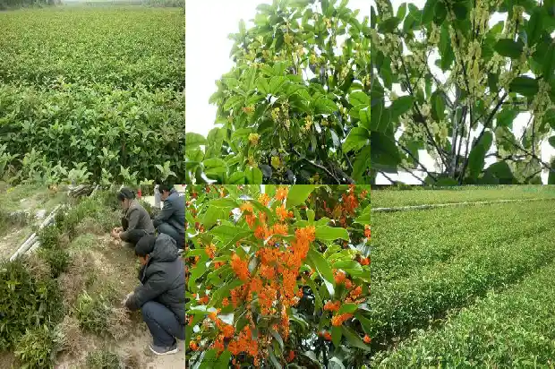 桂花树春天是什么样子1684455082763