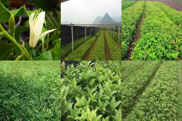 秋天的桂花树的叶子像什么1684455127144