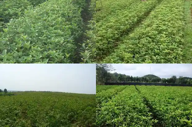 秋天有桂花树吗1684455248865