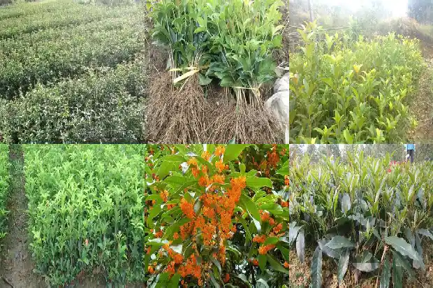 桂花树的叶子怎么形容?1684455338860