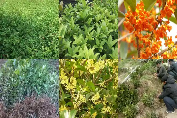 桂花树的叶子怎么形容?1684455338907