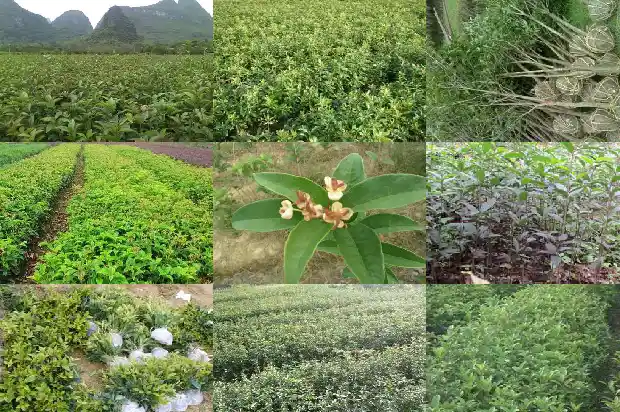 家里种的桂花树为什么不开花1684455367956