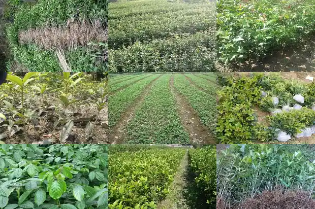 家里种桂花树风水讲究什么1684455395290