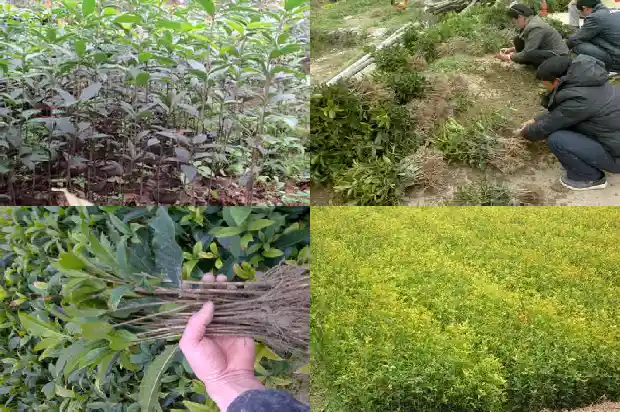 家里种桂花树风水讲究什么1684455395338