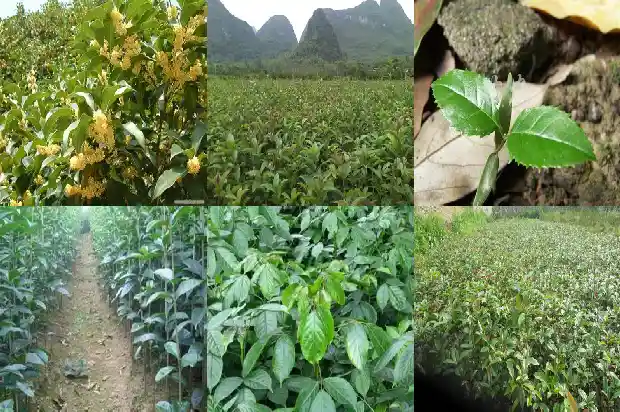 桂花树尺寸标准是多少厘米1684455413061