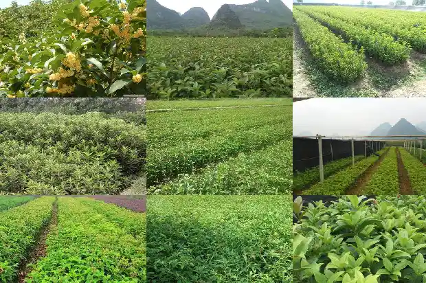 桂花香的功效和作用1689121372615