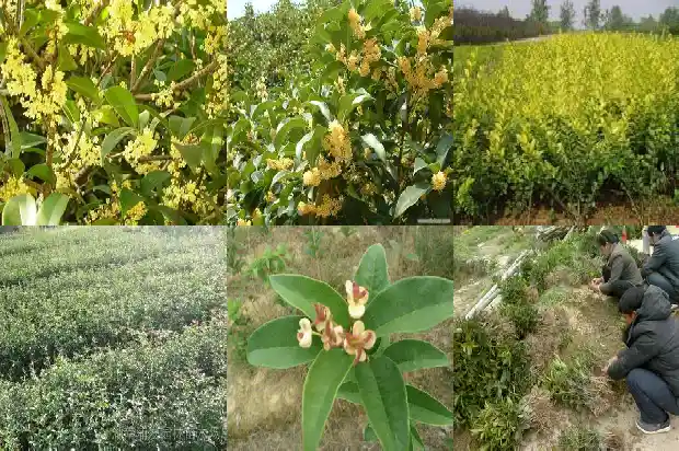 桂花树的宽度是多少米的1684455466976