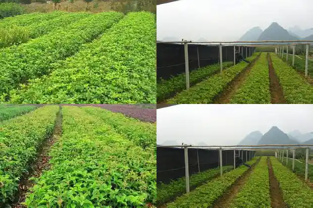 桂花树的宽度是多少米的1684455467021