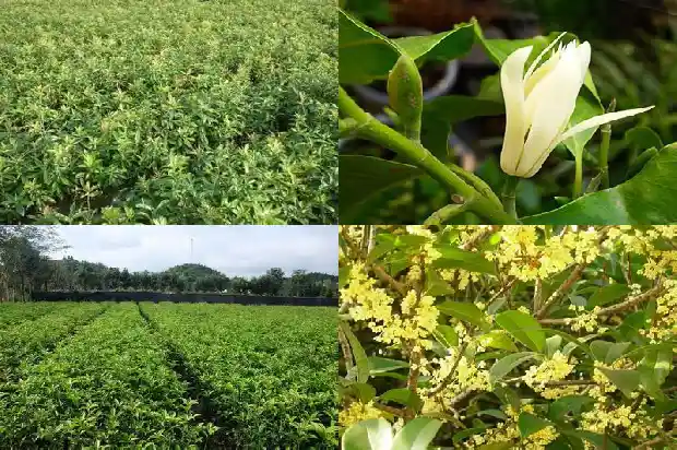 桂花树规格参数怎么写好看1684455488729