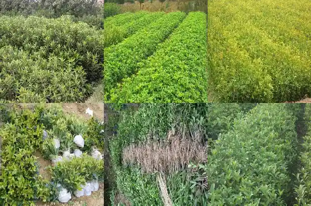 桂花树规格参数怎么写好看1684455488820