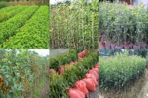 桂花树的规格怎么填1684455510683