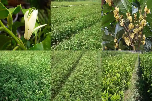直径12厘米的桂花树的价格是多少钱一棵呢1684455620837