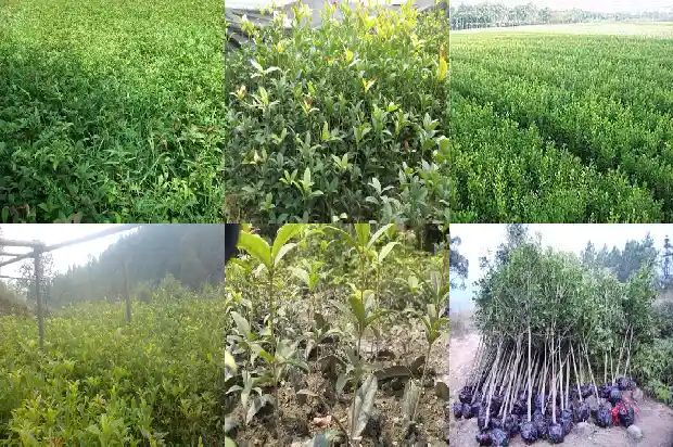 桂花的用途与功效与作用1689313261728