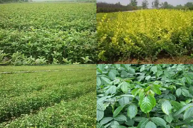 桂花树种植基地在哪里啊最近1684455719454