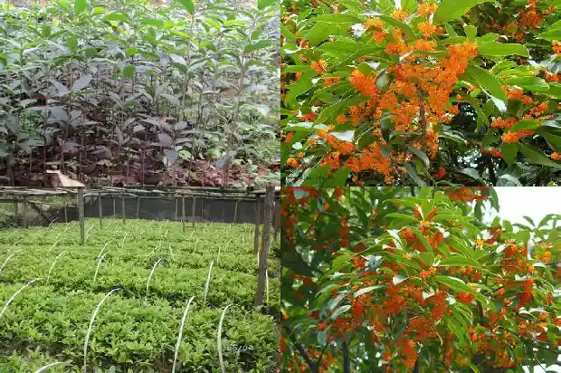 桂花树种植基地在哪里啊最近1684455719501