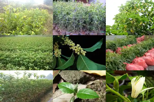 附近的桂花树种植基地1684455740875