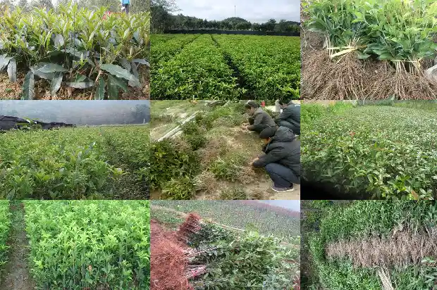 桂花养在家里会招鬼吗1688948530903