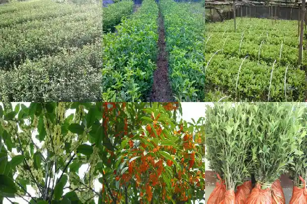 桂花树种植位置在哪里最好1684455764464