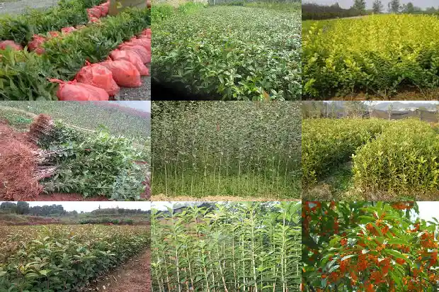 桂花树种植位置在哪里最好1684455764510