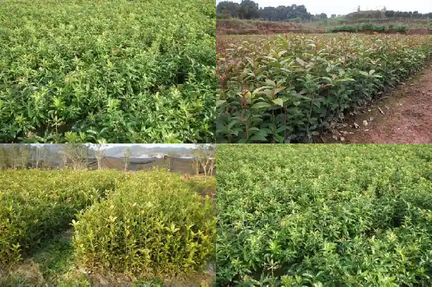 桂花树种植位置在哪里最好1684455764556