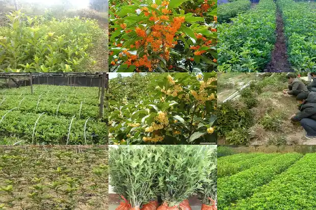 桂花树种植位置在哪里最好1684455764601
