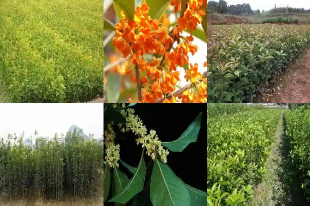 桂花树栽在什么地方1684455797080