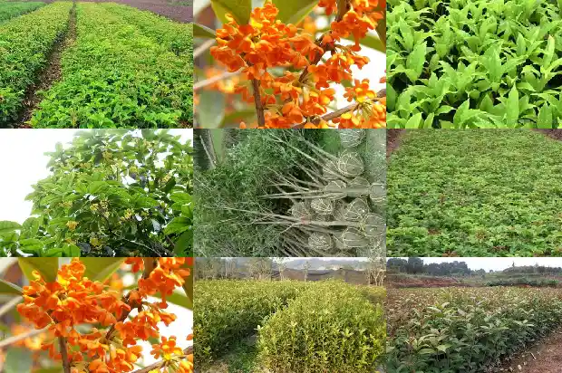 桂花树栽在什么地方1684455797171