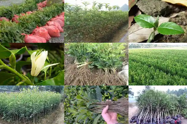 桂花树栽在哪个方位风水1684455812029