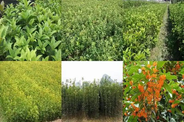 桂花树栽在哪个方位比较好1684455831604