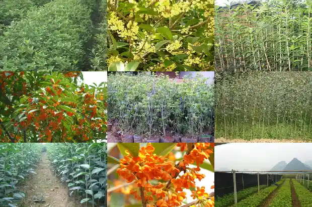 桂花树生长地点和特点1684455850941