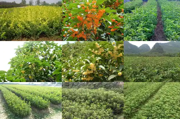 桂花树生长地点和特点1684455850989