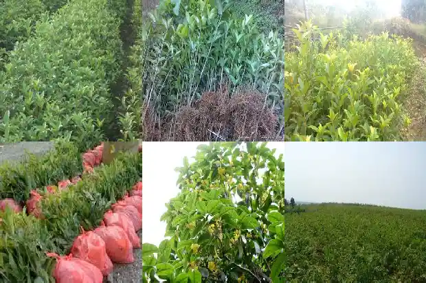桂花树栽在哪里最好活1684455870244