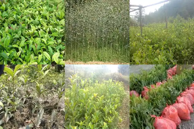 桂花树栽在哪里最好活1684455870340