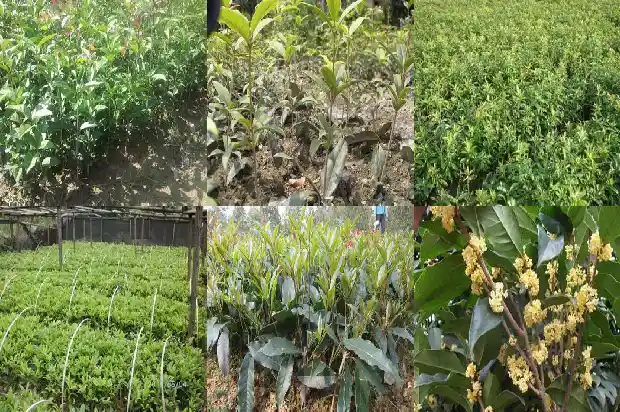 桂花树栽在哪里最好看1684455887779