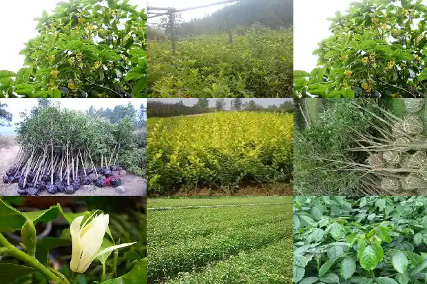 桂花树下适合栽种什么花1684455907168