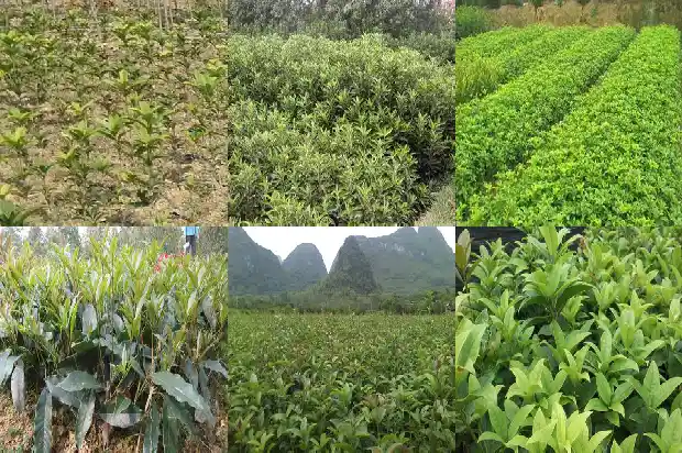 桂花树结的什么果子能吃1690504511738