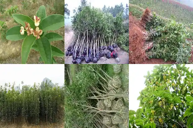 桂花加玫瑰花的功效与作用1689208592394