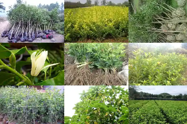 桂花树种在哪里多好1684455952558
